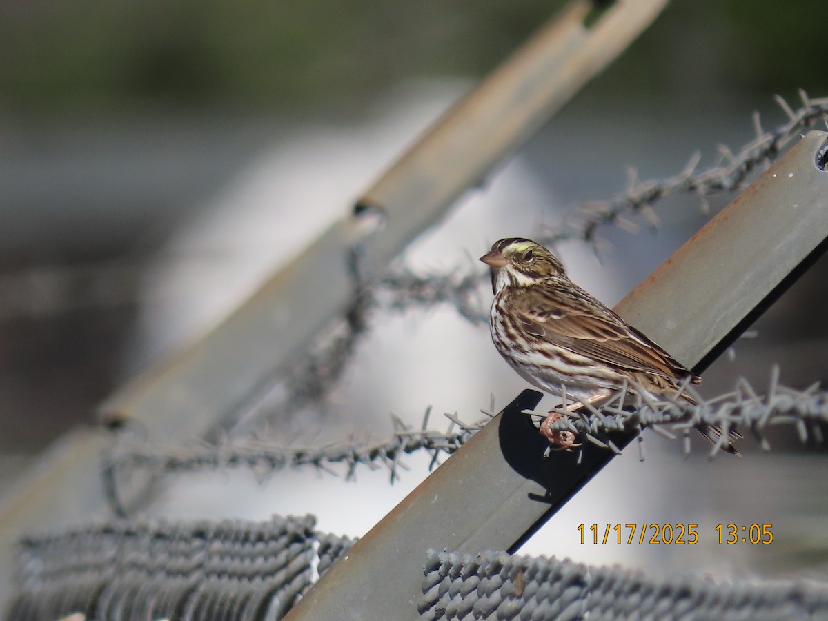 Savannah Sparrow - ML645397379