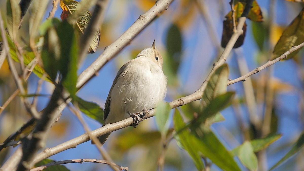 budníček menší - ML645397380