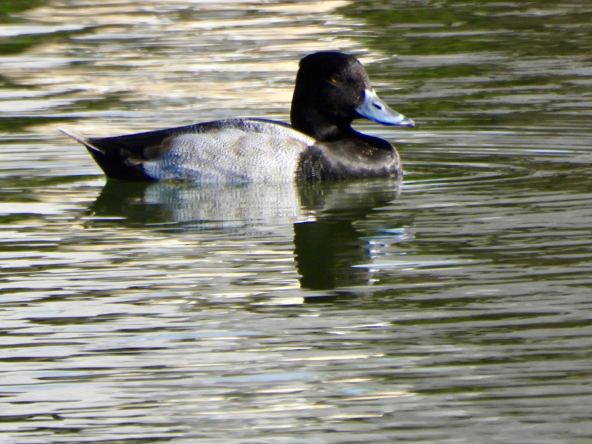 Kanadabergente - ML645397385