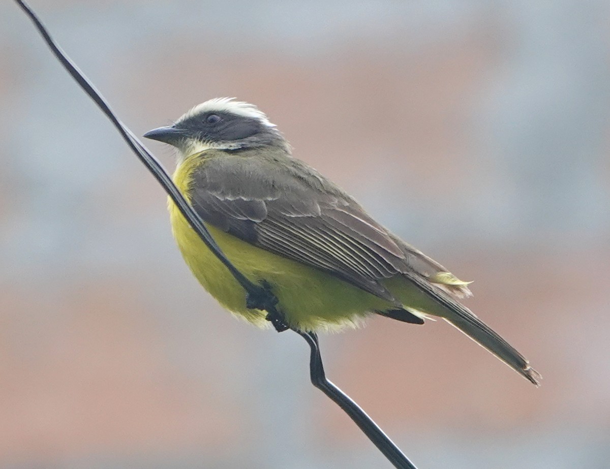 Sosyal Tiran - ML645397387