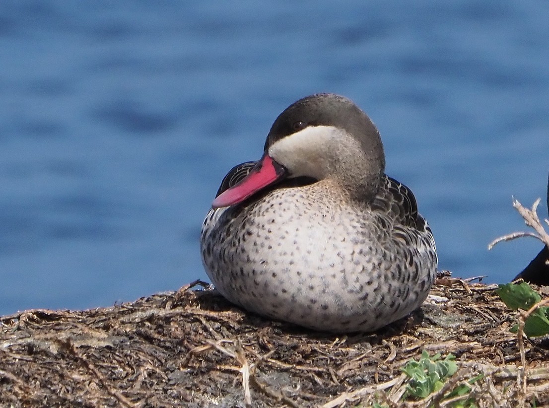 Ánade Piquirrojo - ML645397388