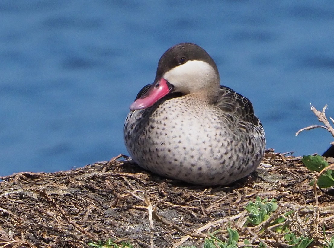 Ánade Piquirrojo - ML645397389