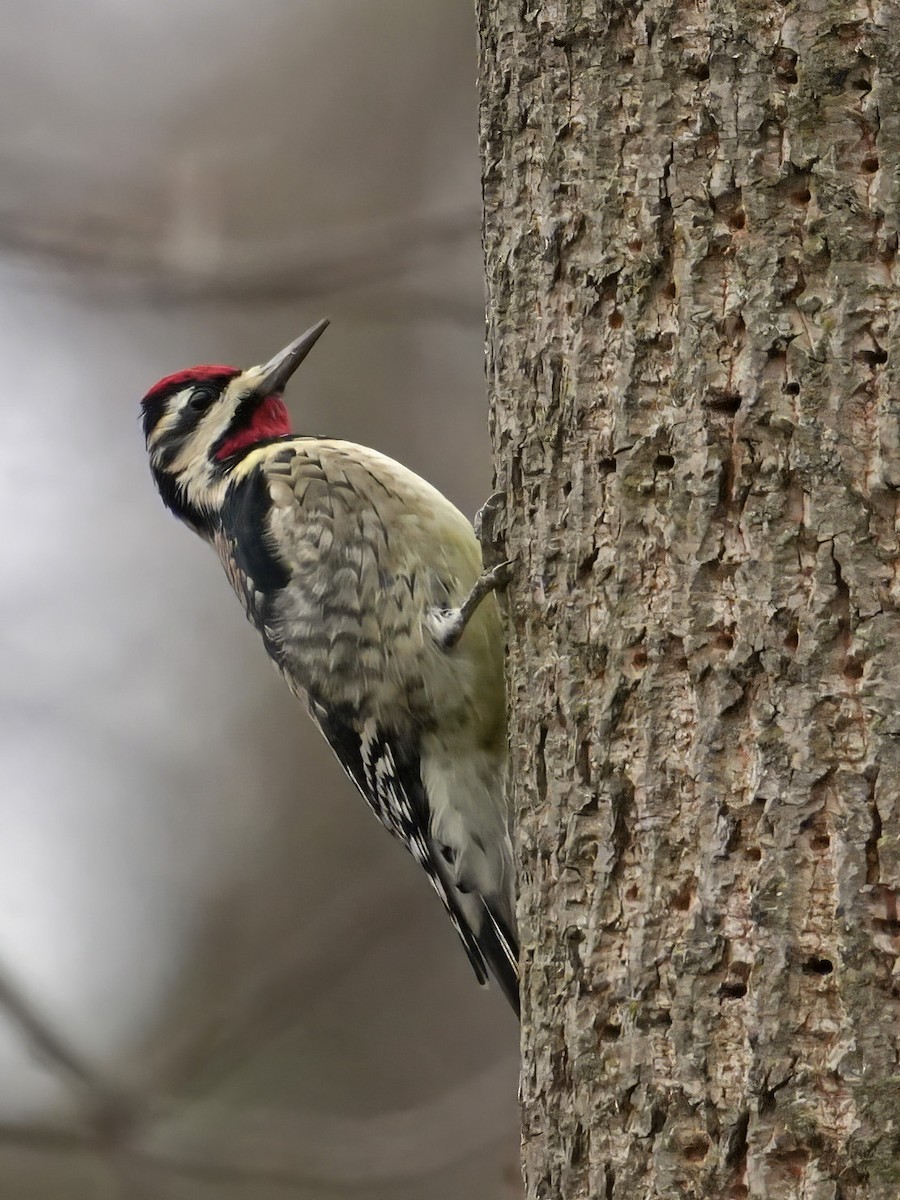 Желтобрюхий дятел-сокоед - ML645397395