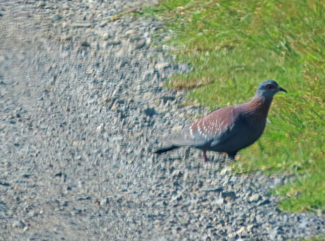 Paloma de Guinea - ML645397407