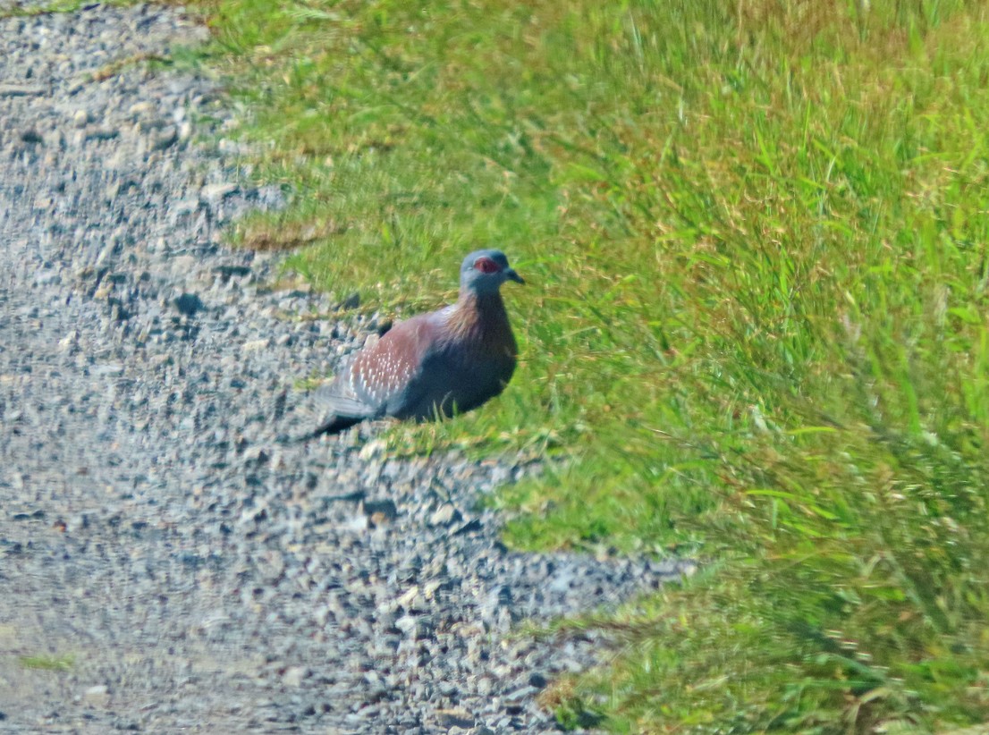 Paloma de Guinea - ML645397408