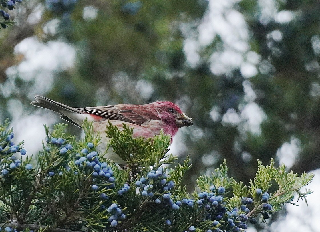 Purple Finch - ML645397413