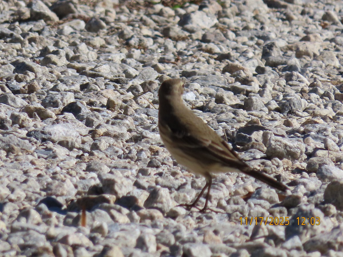 American Pipit - ML645397414