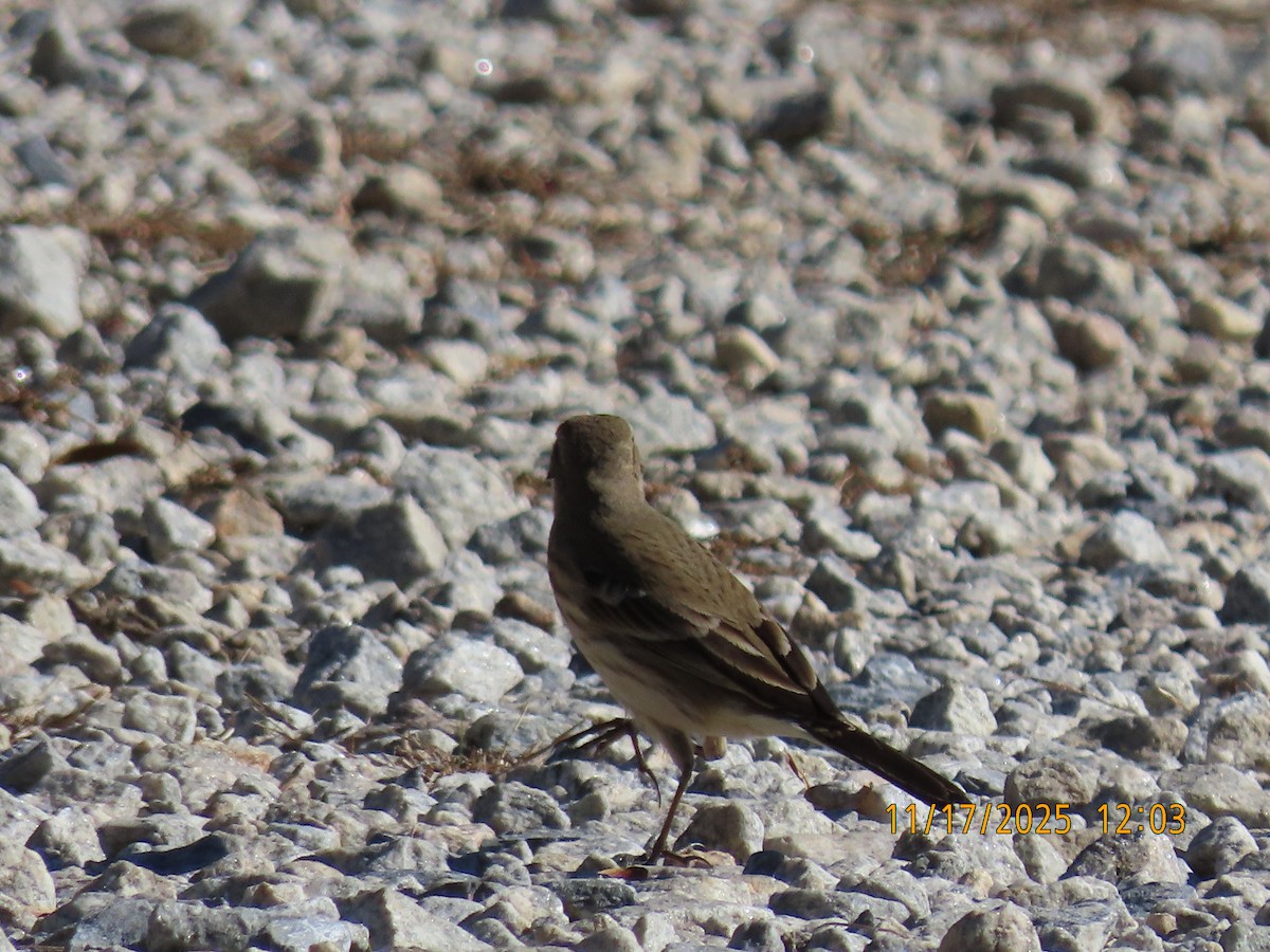 American Pipit - ML645397421