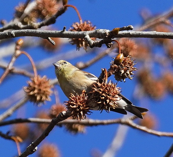 American Goldfinch - ML645397424