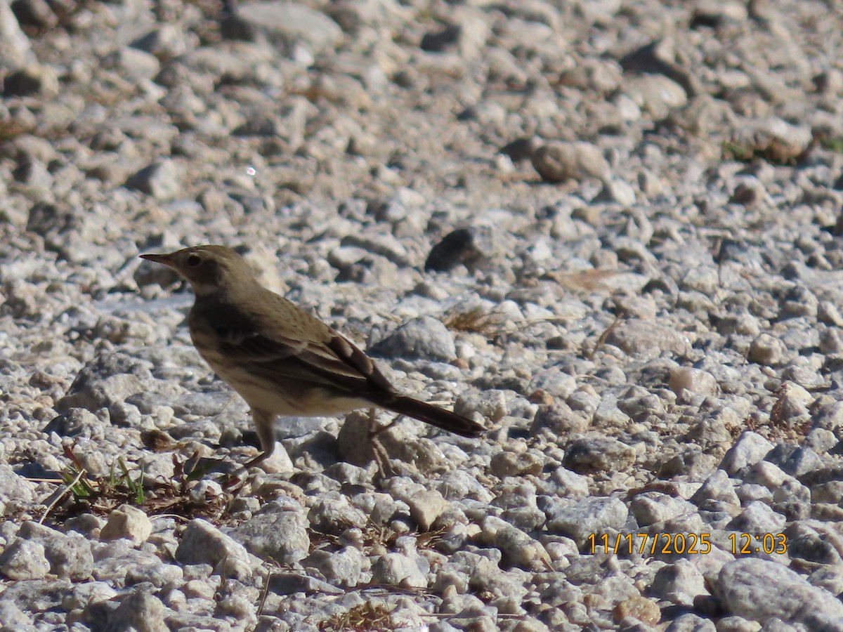 American Pipit - ML645397432