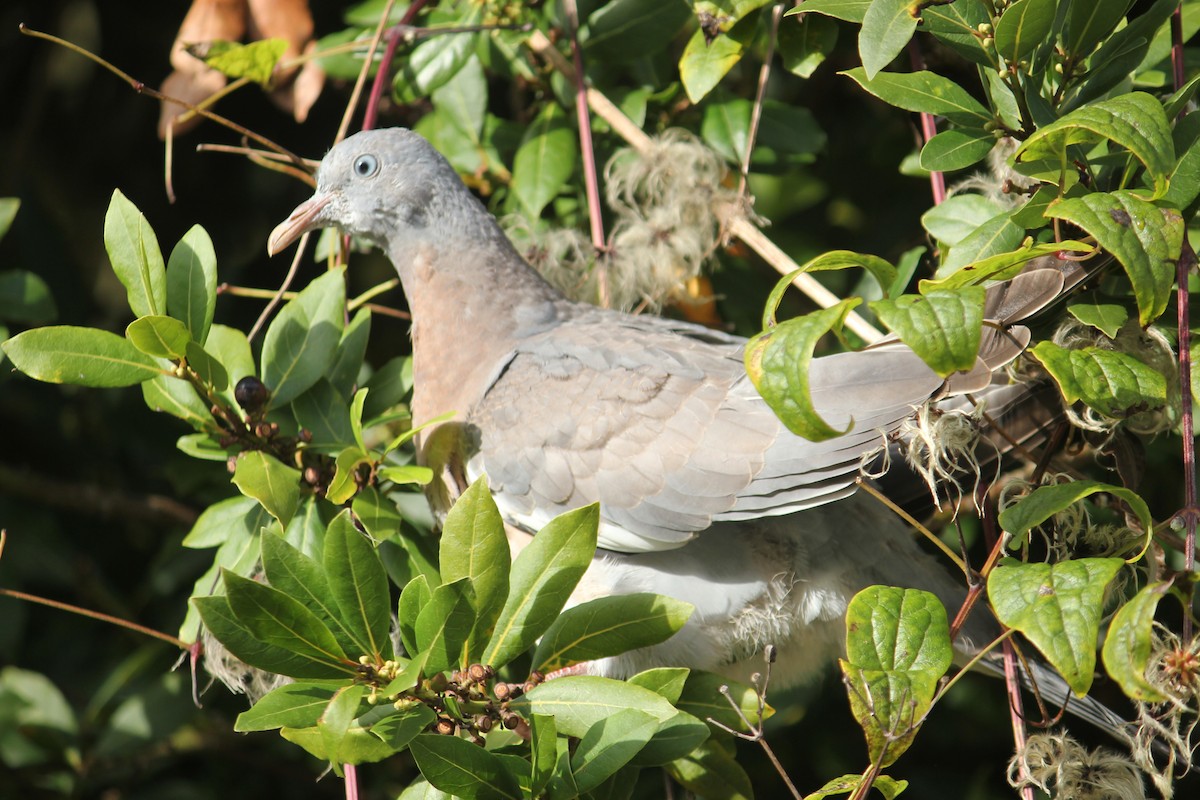 Common Wood-Pigeon - ML645397442