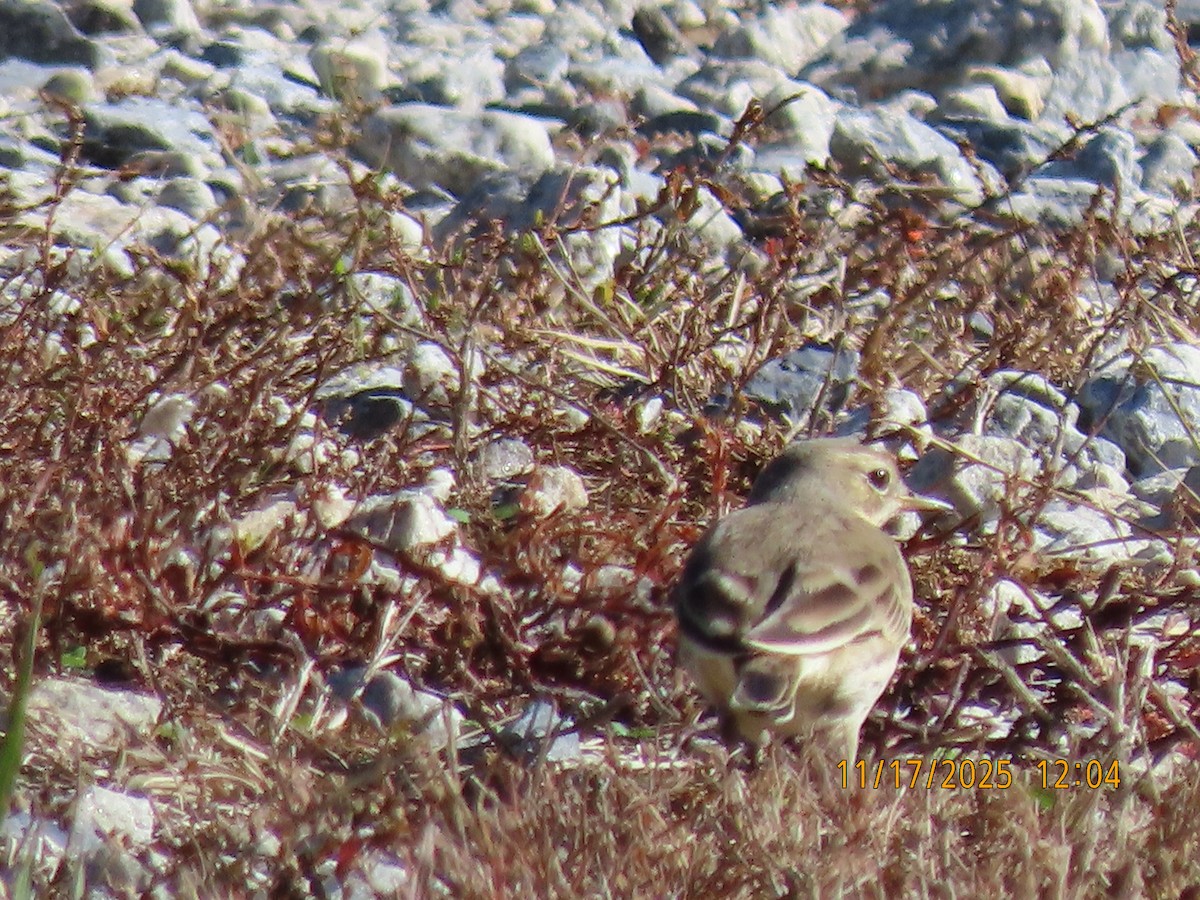 American Pipit - ML645397448
