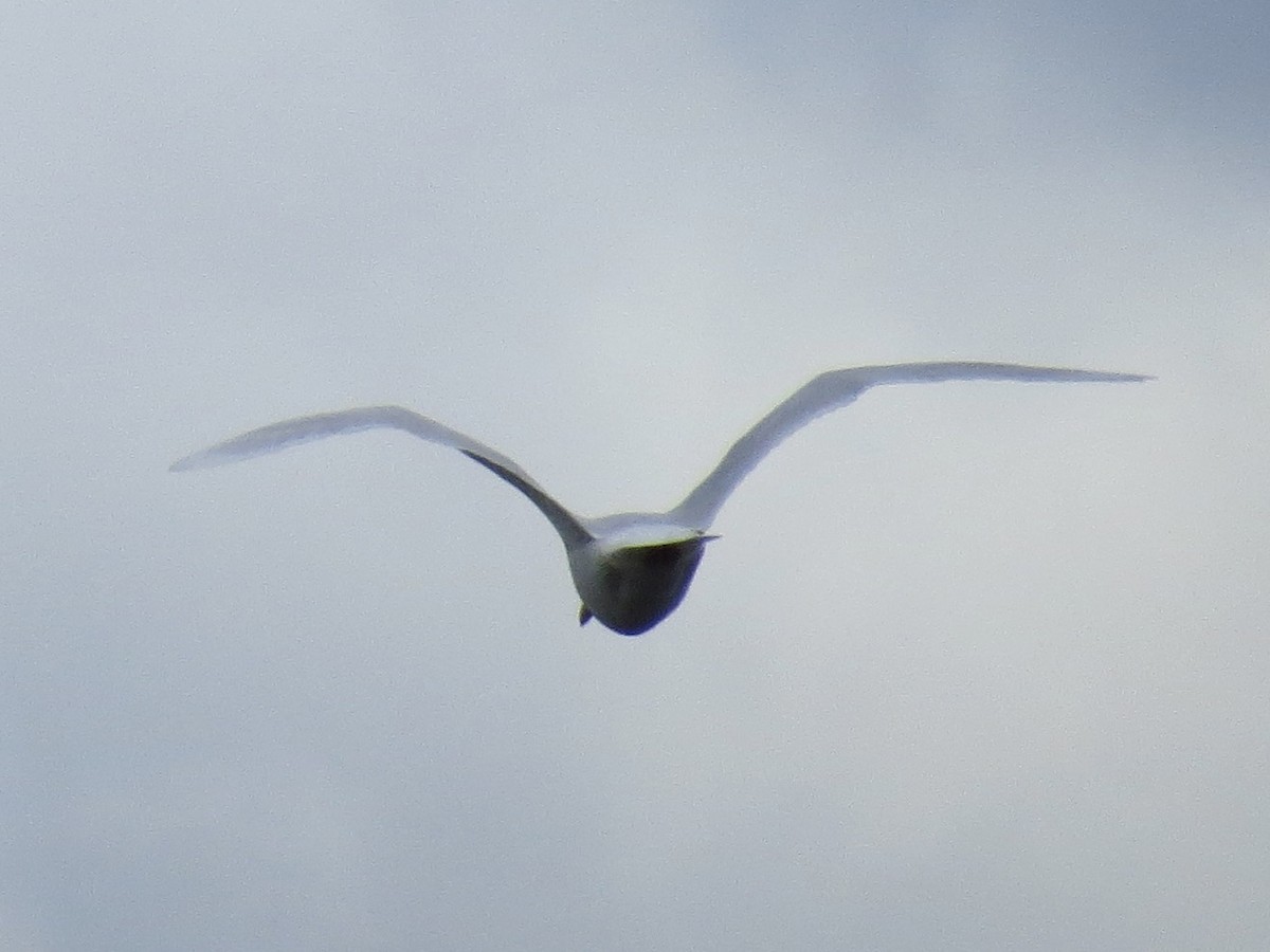 Glaucous Gull - ML645397455