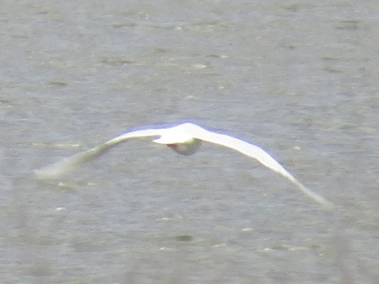 Glaucous Gull - ML645397456