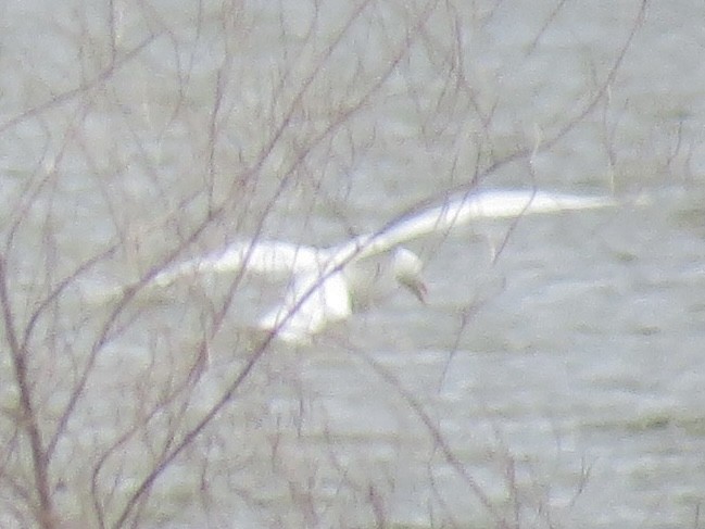 Glaucous Gull - ML645397457
