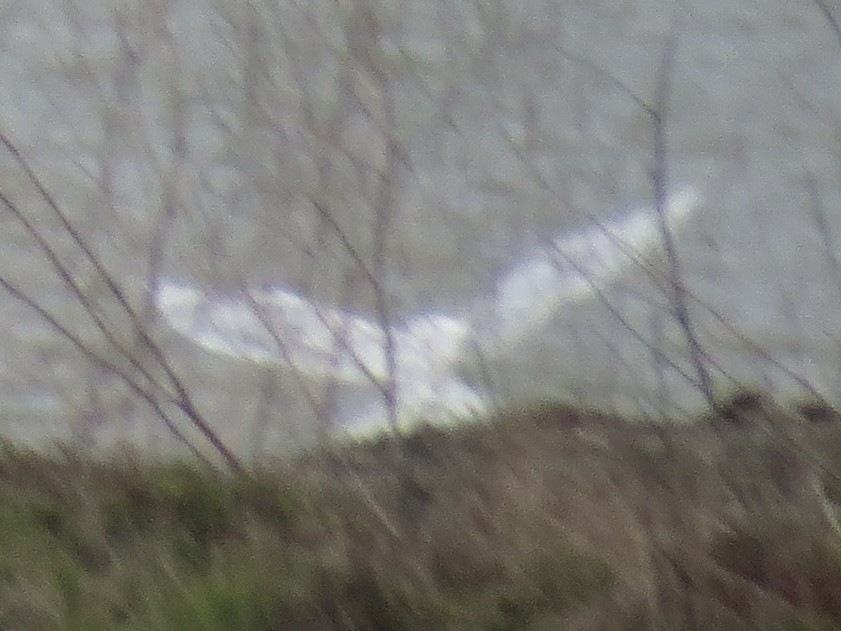 Glaucous Gull - ML645397458