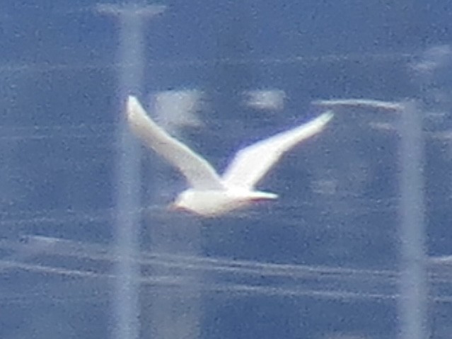 Glaucous Gull - ML645397459