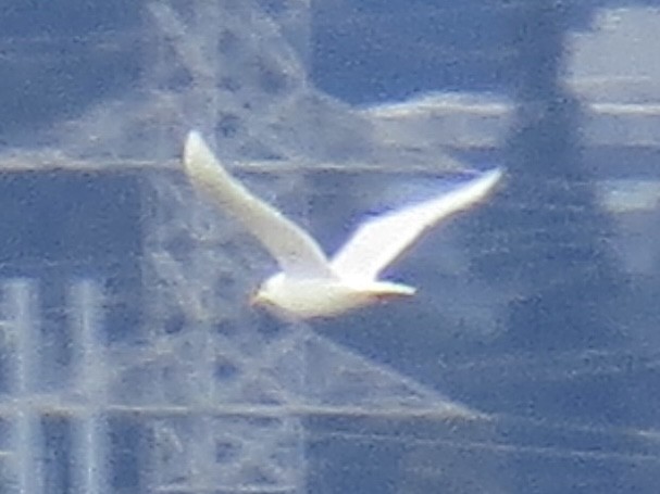 Glaucous Gull - ML645397460