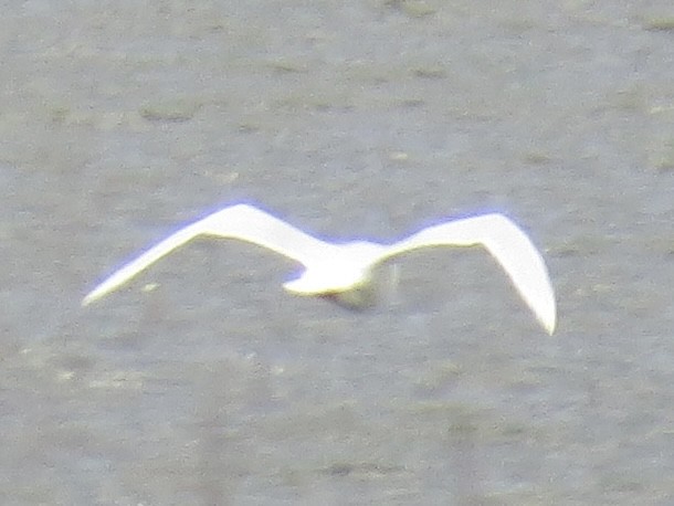 Glaucous Gull - ML645397461