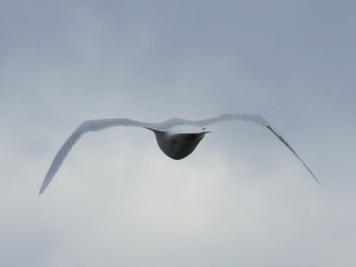 Glaucous Gull - ML645397462