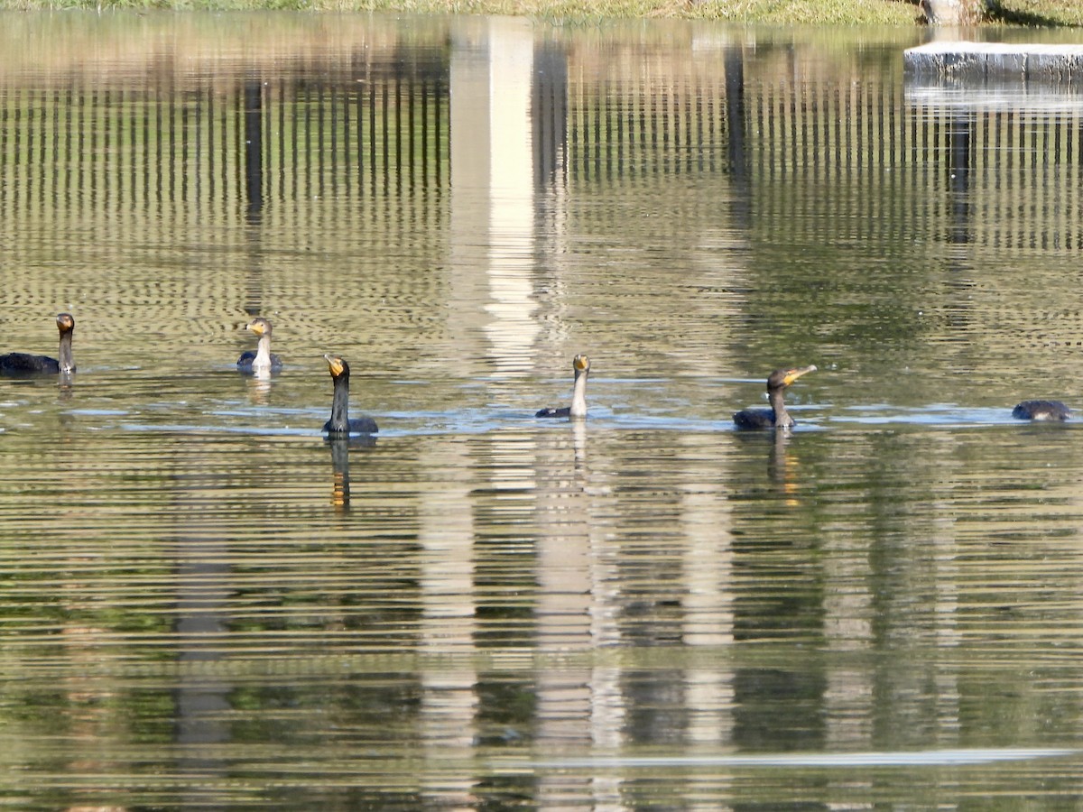 Ohrenscharbe - ML645397463