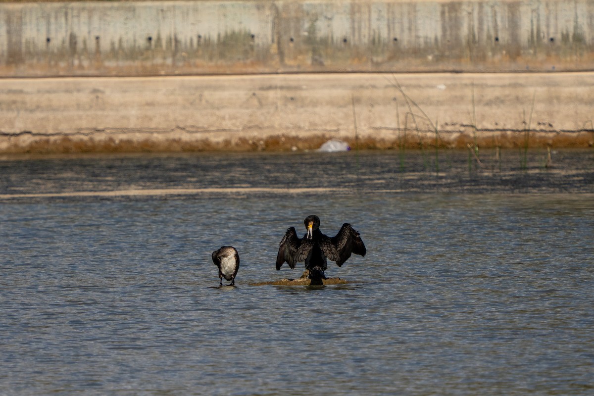 kormorán velký - ML645397477