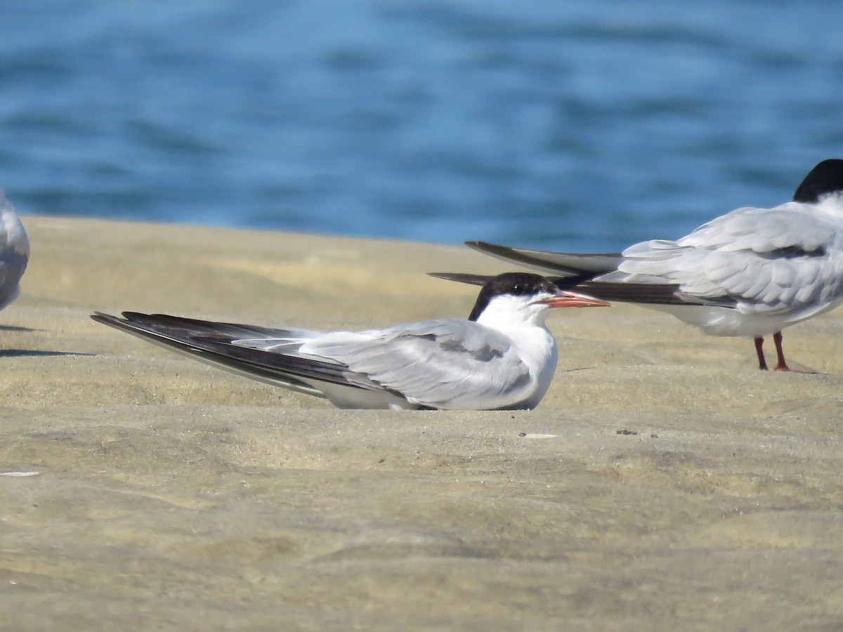 Common Tern - ML645397478