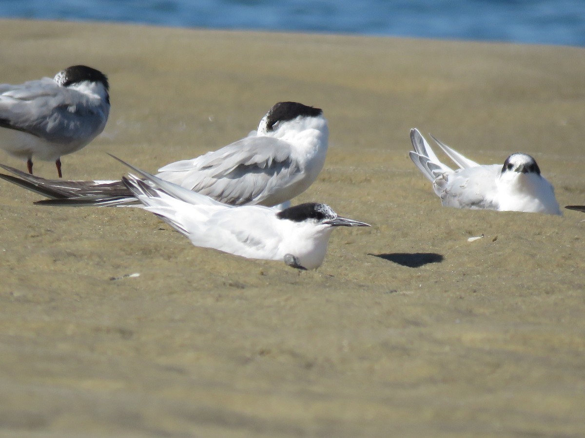 Roseate Tern - ML645397481