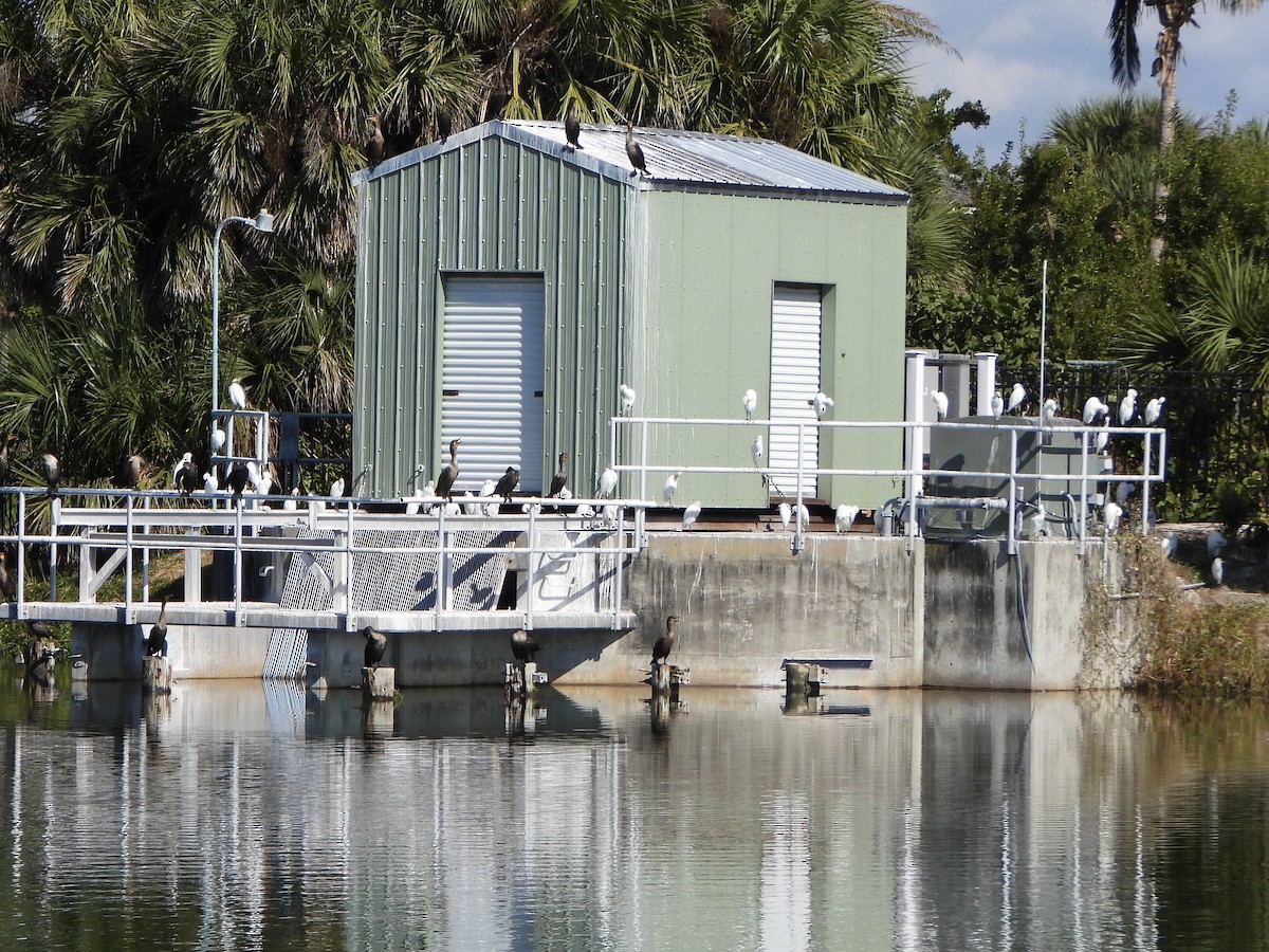 Kuhreiher - ML645397503