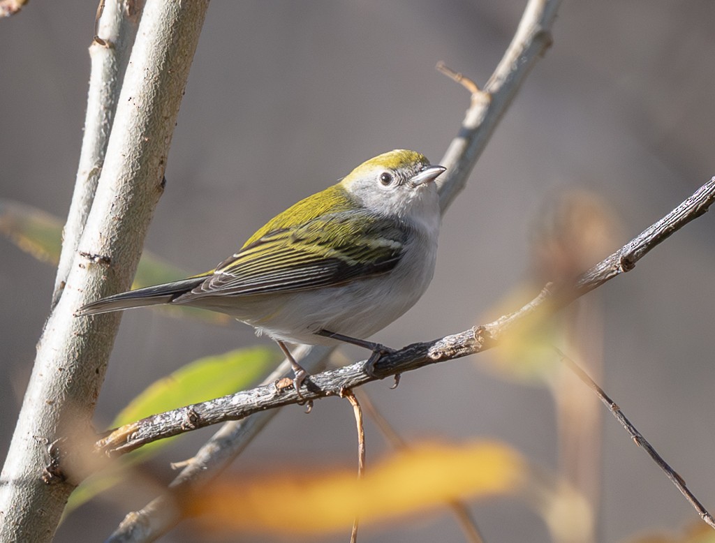 Пісняр-лісовик рудобокий - ML645397506