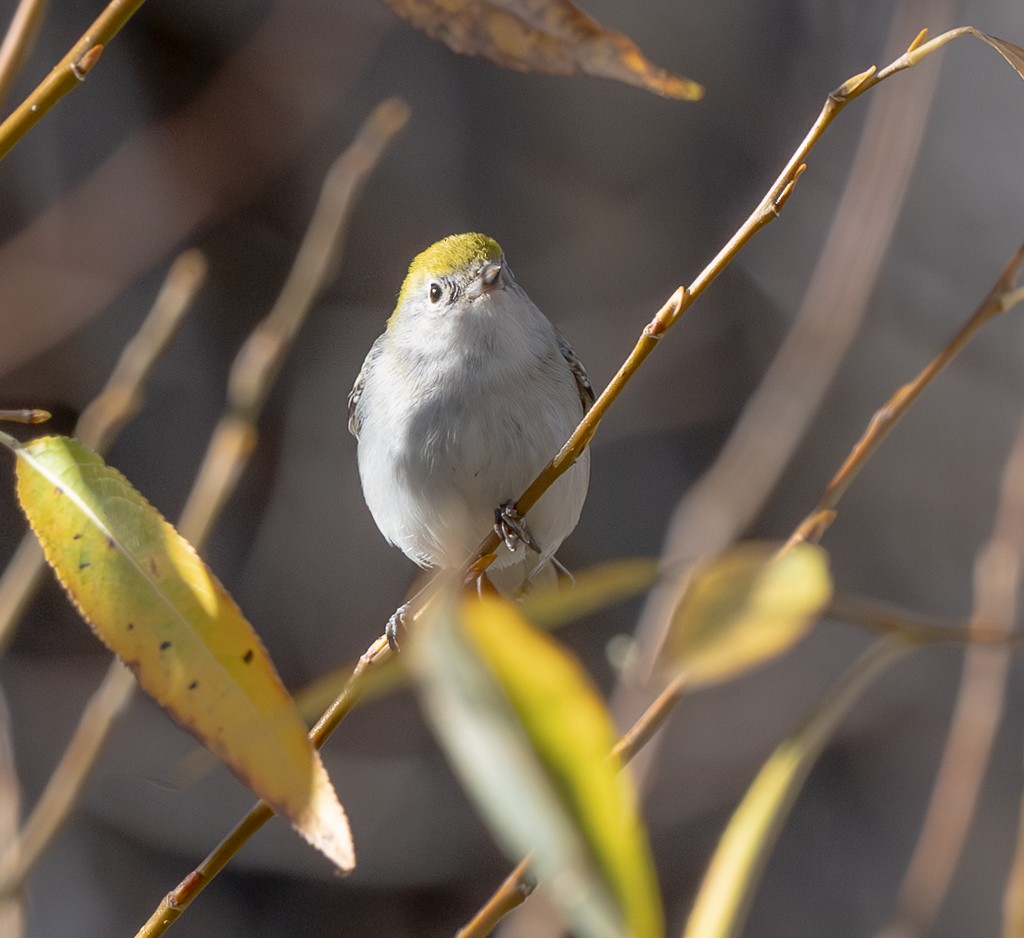 Пісняр-лісовик рудобокий - ML645397513