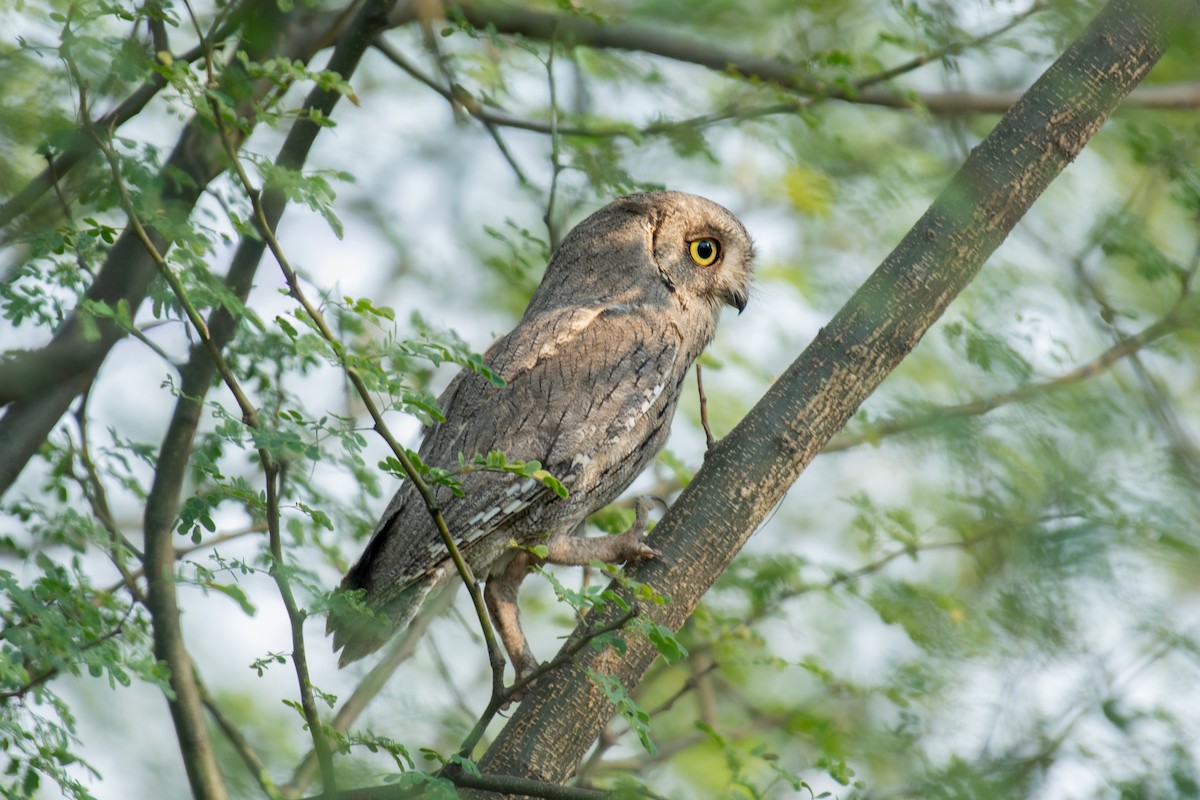 Pallid Scops-Owl - ML645397523