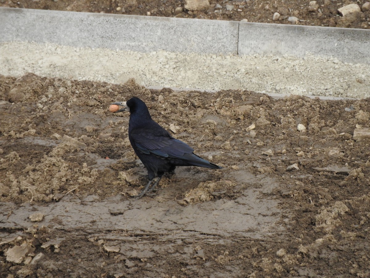 Ekin Kargası - ML645397527