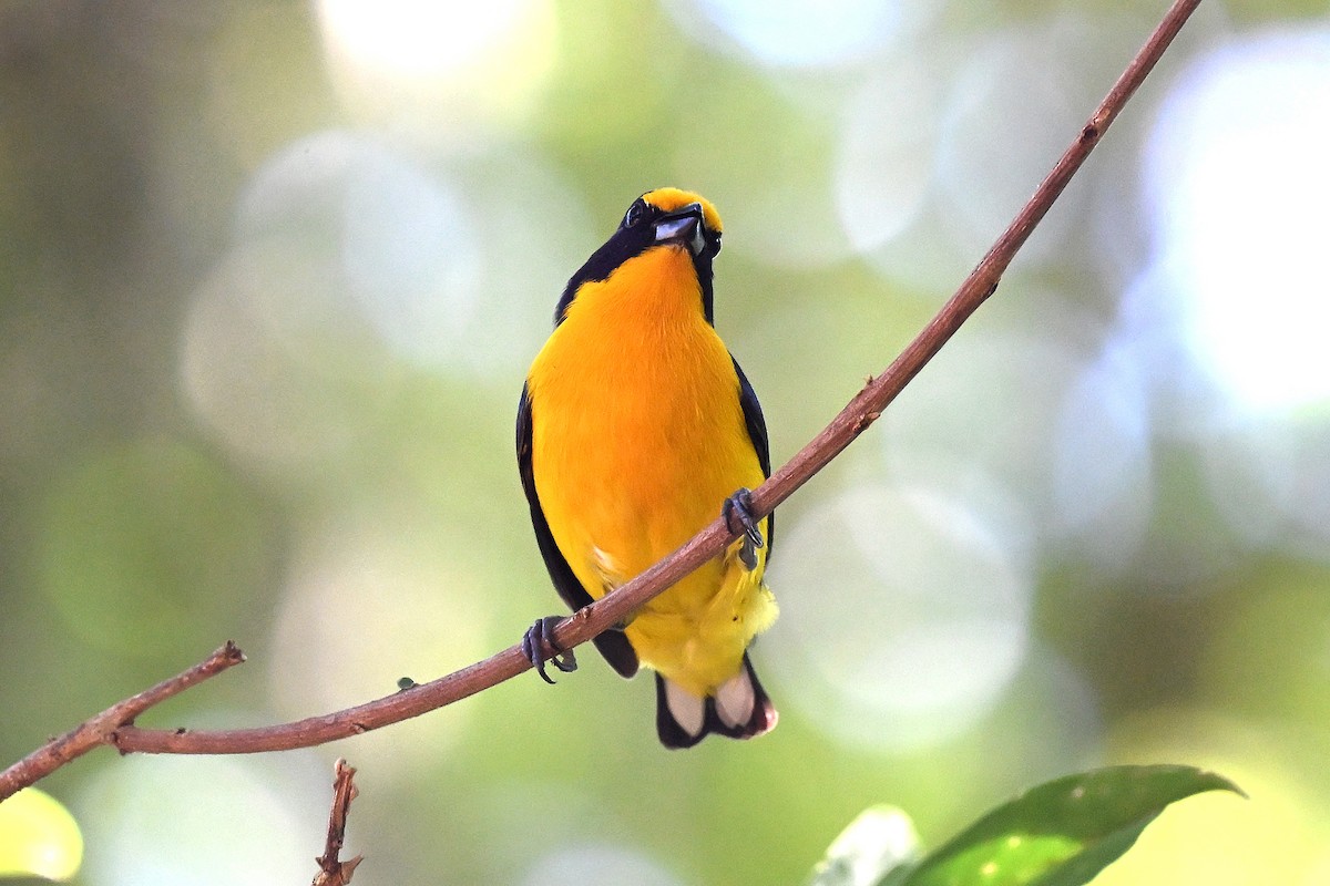Violaceous Euphonia - ML645397534