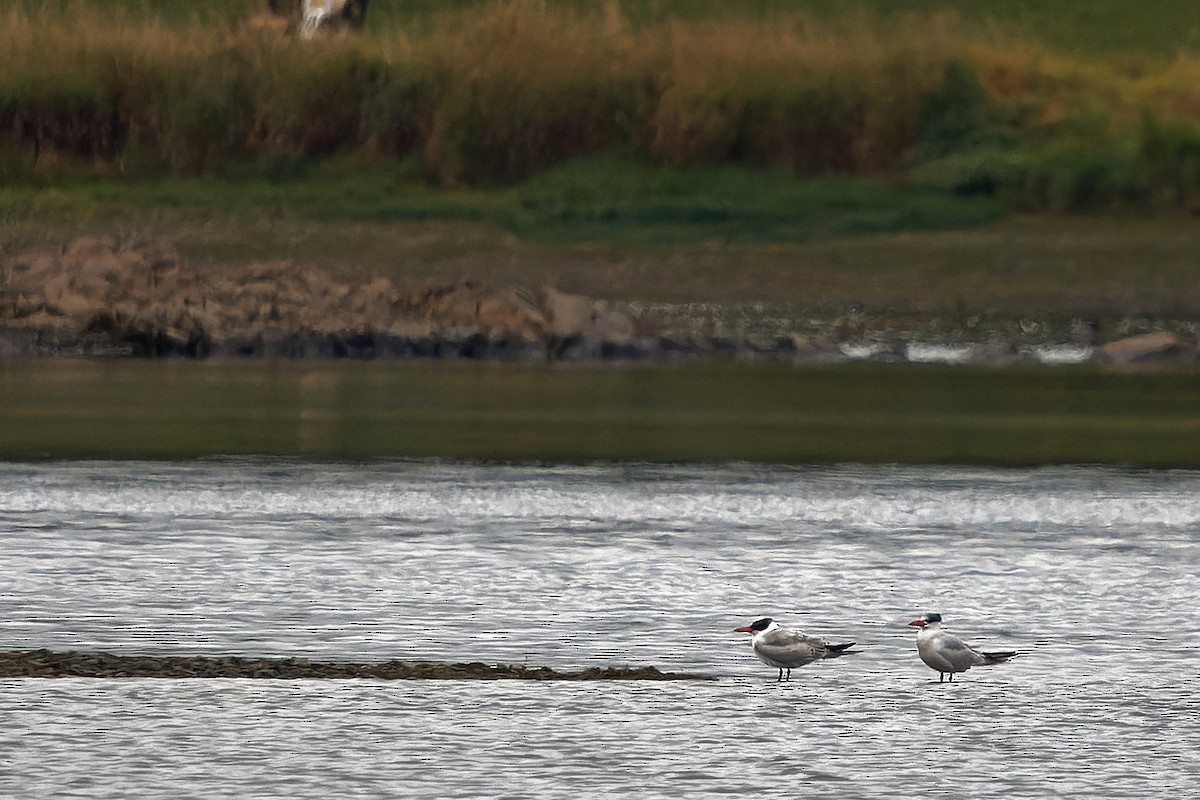 Caspian Tern - ML645397535