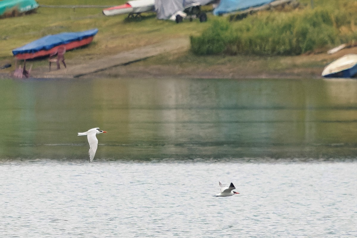 Caspian Tern - ML645397536