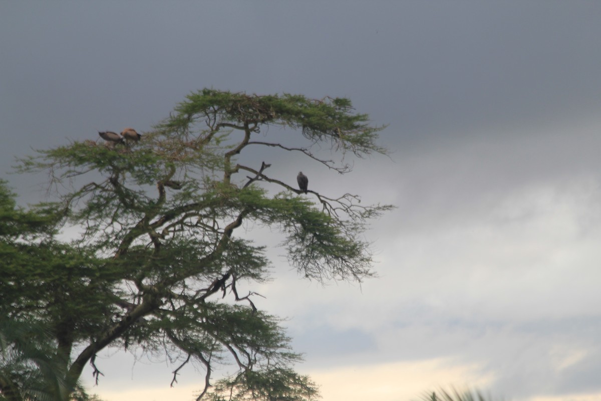 White-backed Vulture - ML645397543