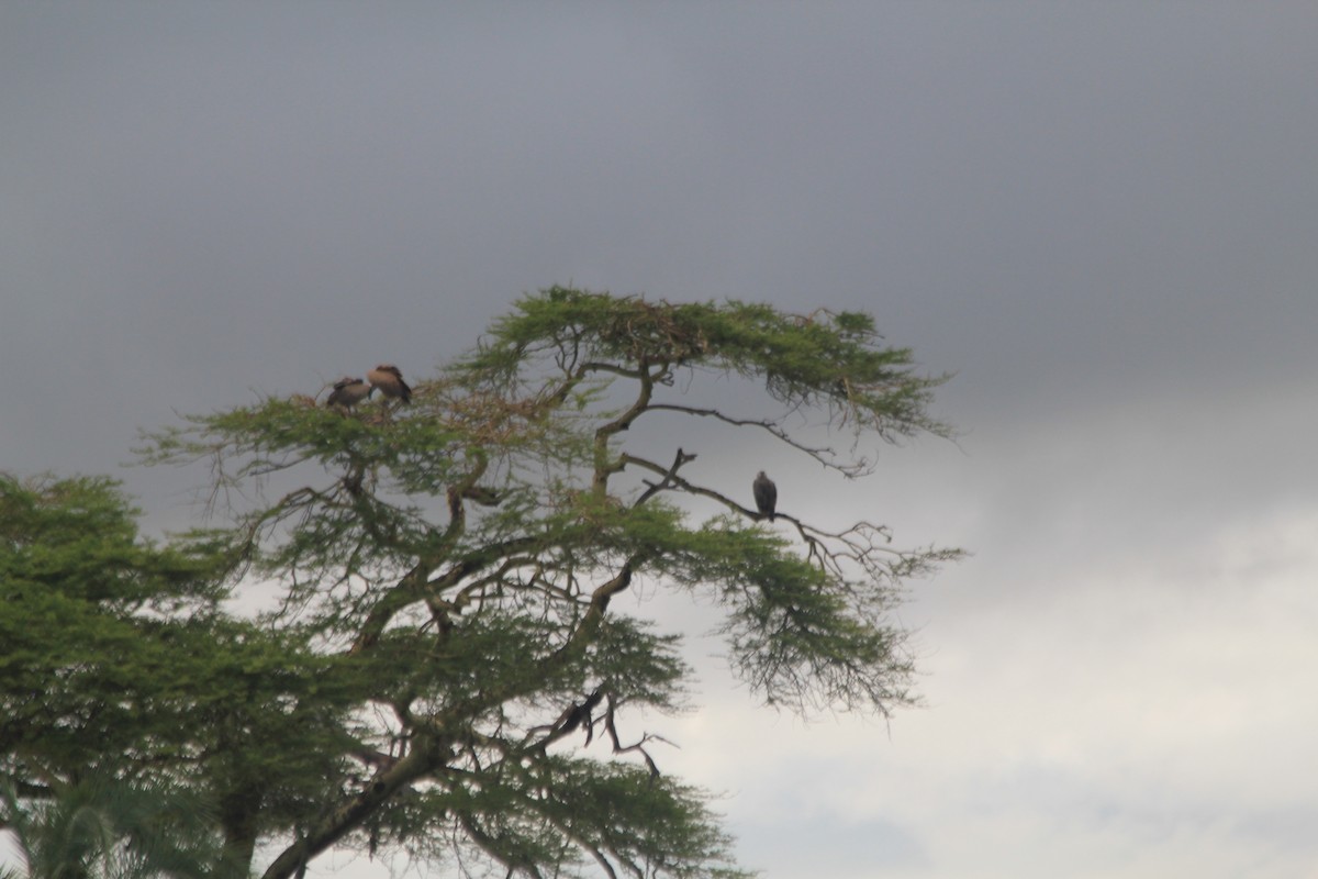 White-backed Vulture - ML645397544