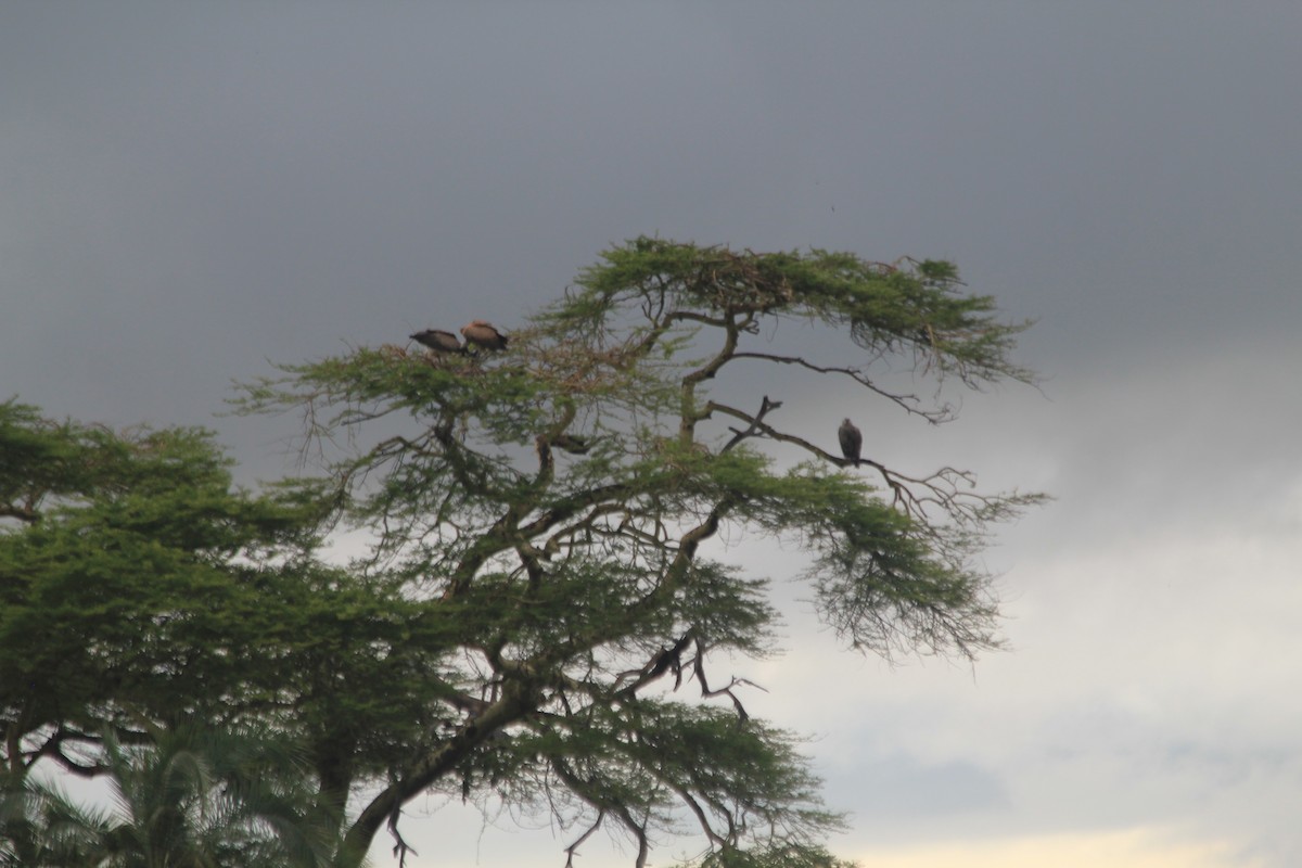 White-backed Vulture - ML645397545