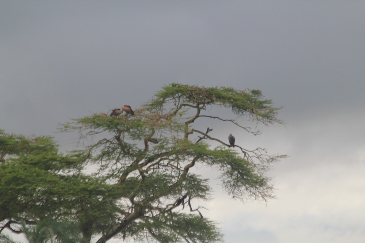 White-backed Vulture - ML645397546