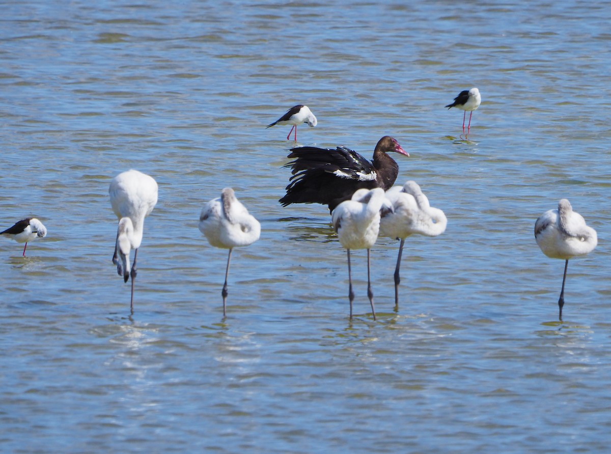 高蹺鴴 - ML645397575