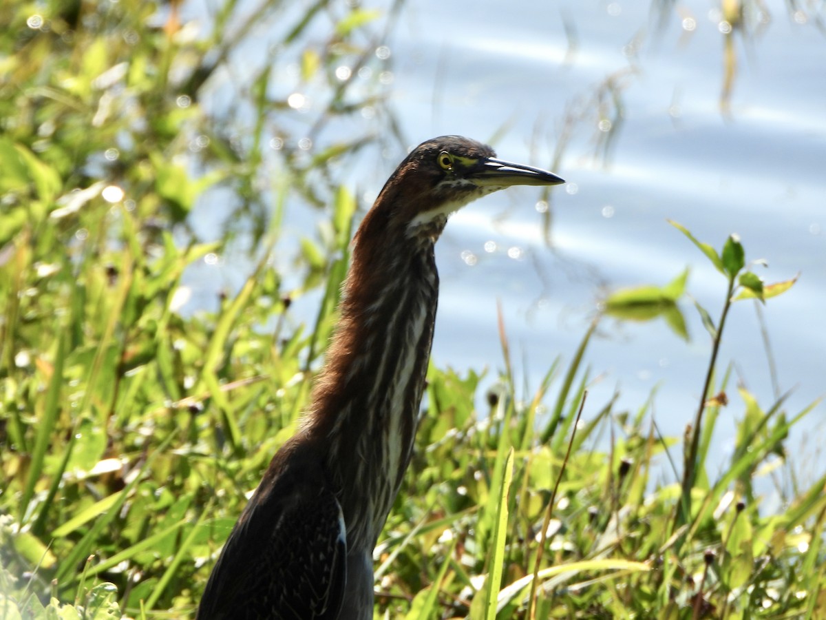 Grünreiher - ML645397587