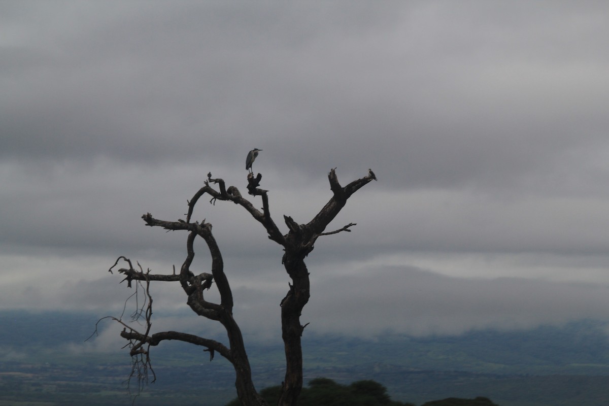 Héron mélanocéphale - ML645397594