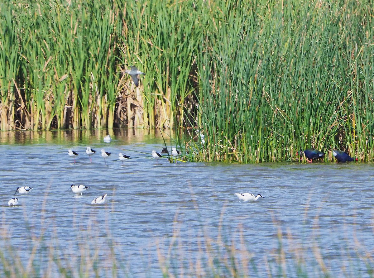 高蹺鴴 - ML645397610