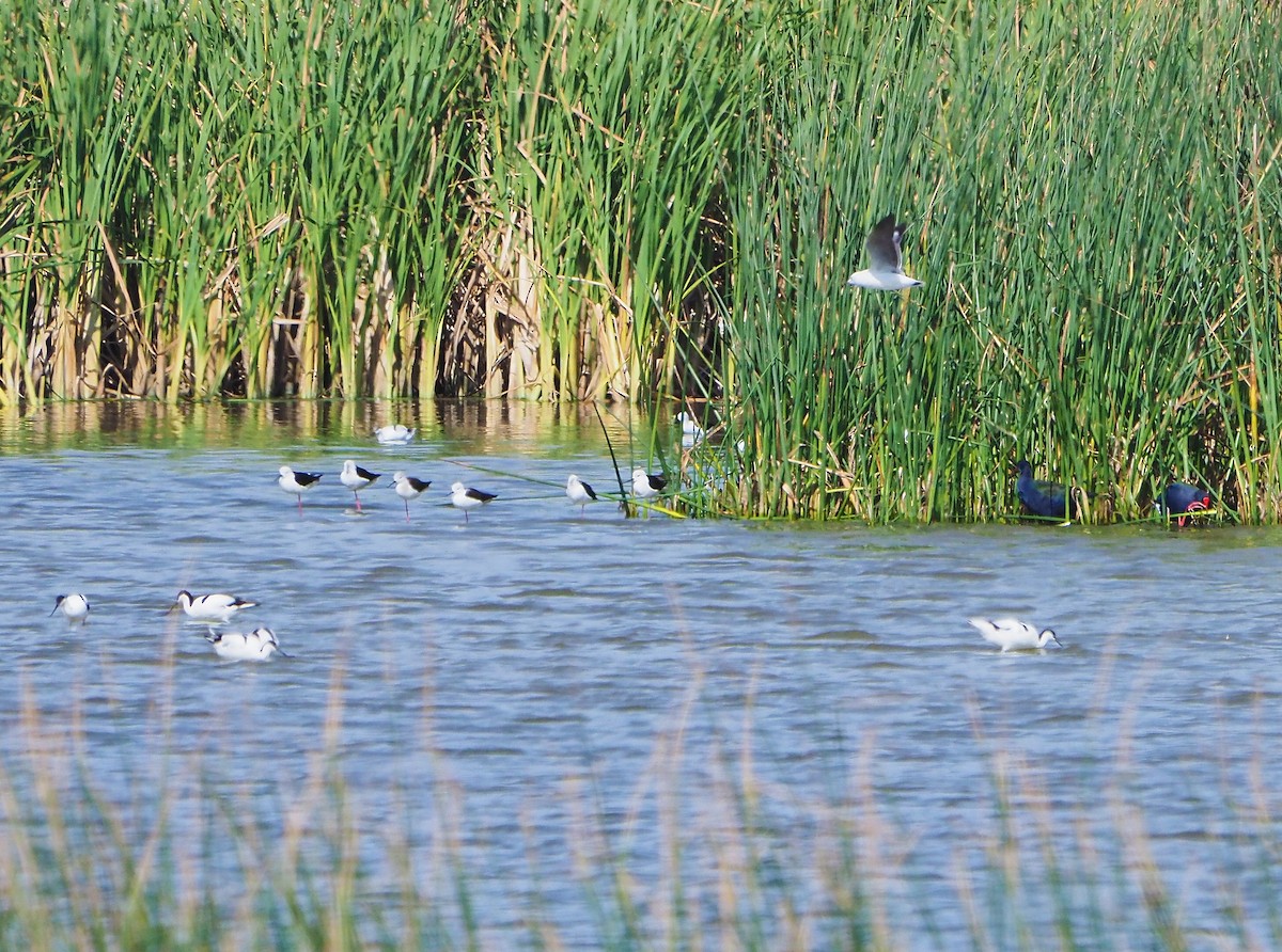 高蹺鴴 - ML645397611