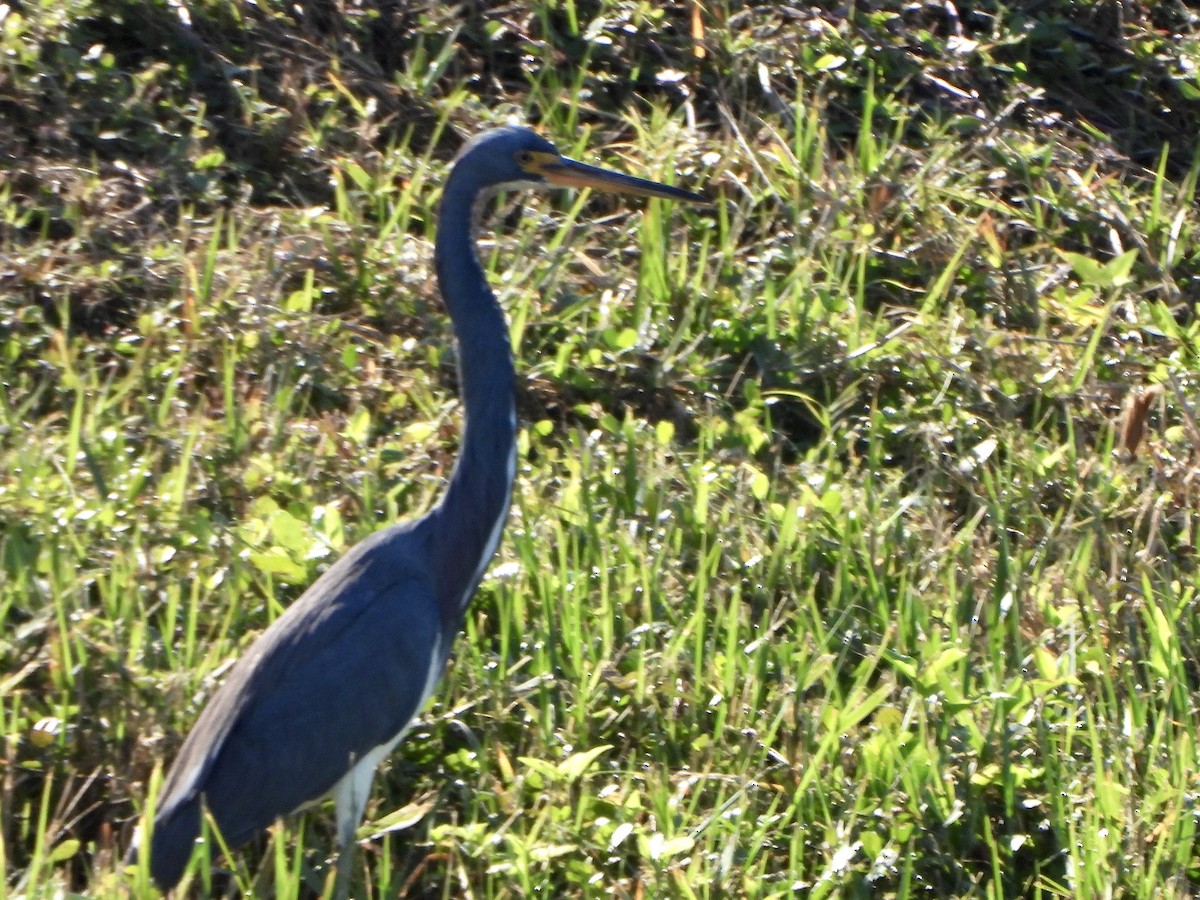 Dreifarbenreiher - ML645397615