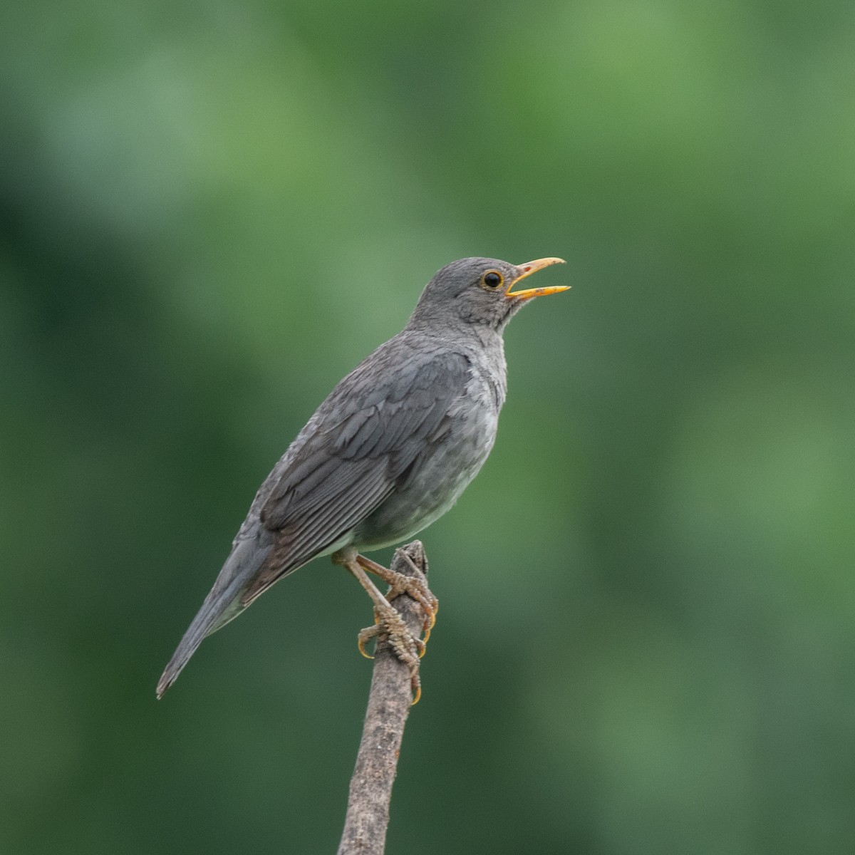 Tickell's Thrush - ML645397631