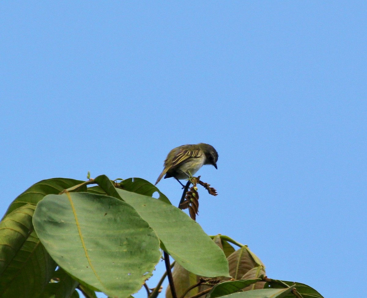 Mistletoe Tyrannulet - ML645397632