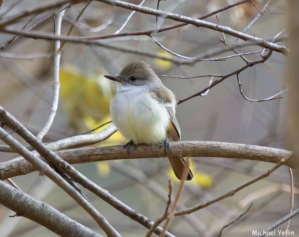 Ash-throated Flycatcher - ML645397658