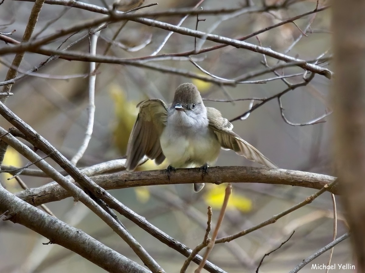 Ash-throated Flycatcher - ML645397663